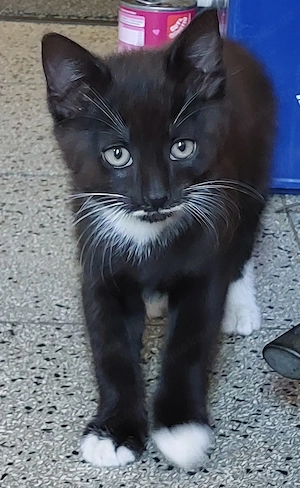 Kätzchen, Katerchen, junges Kätzchen, Katze
