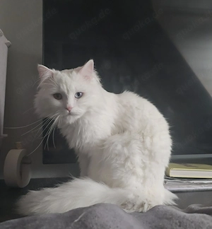 Türkisch Van Kater