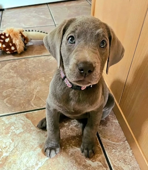 Süße Labrador-Retriever-Welpen !!!