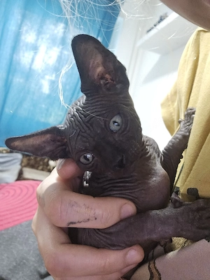 Sphynx katzen reinrassige 