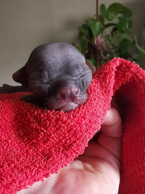 Sphynx Katerchen mit schnurrhaare und Stammbaum 