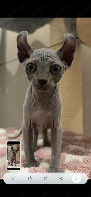 Sphynxen mit Stammbaum und schnurrhaare 