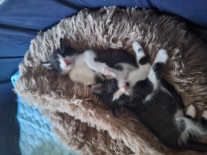 Katzenbabys Maikatzen 