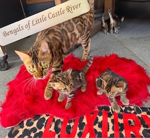 Bengalkitten