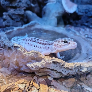 2x Leopardgecko Weibchen mit Terrarium + Zubehör