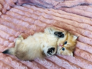 BKH und BLH Kitten golden mit Stammbaum München