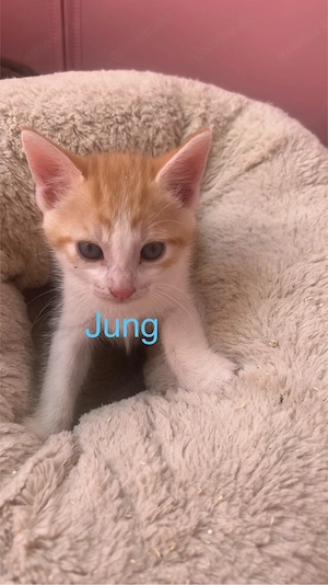  süß katzen 