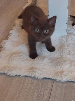 Zwei süße BKH-Kitten abzugeben