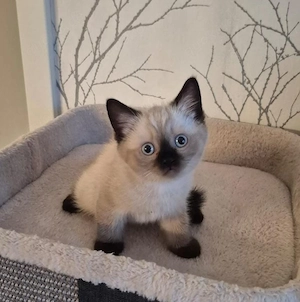 Zwei süße BKH-Kitten abzugeben