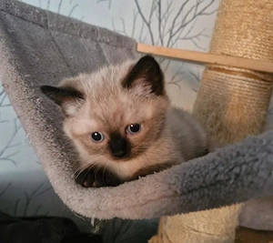 Zwei süße BKH-Kitten abzugeben