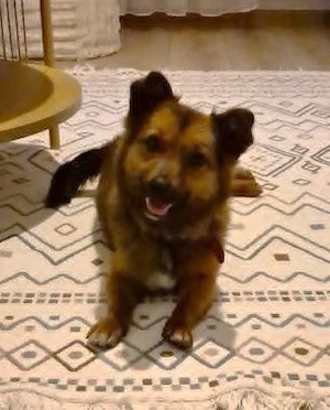 Kleine Mika sucht großartiges Zuhause