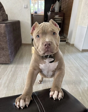 American Bully Junge