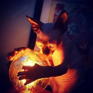 Sphynx Dame mit Stammbaum:RESERVIERT 