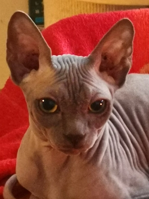 Sphynx Dame mit Stammbaum 