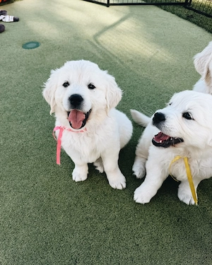 Wunderschöne Golden-Retriever-Welpen suchen ein liebevolles Zuhause