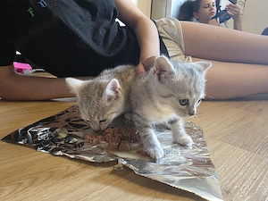 2 süße kitten abzugeben