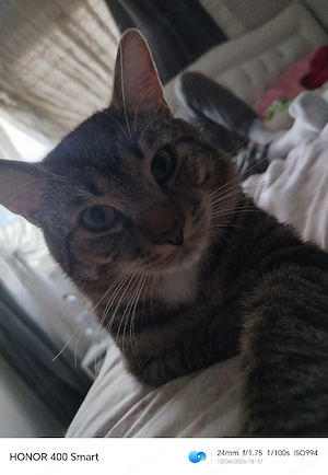 Dringend: Liebevolles Zuhause für unseren Kater gesucht     