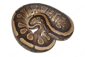 0.1 Mahogany YB 66% het Clown (breeder) Königspython, Python Regius 
