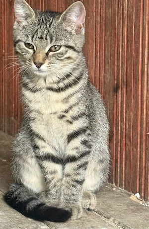 2Babykatzen Mädchen