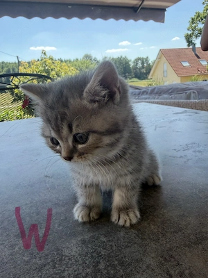  Süße reinrassige BKH Kitten abzugeben