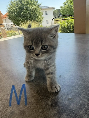  Süße reinrassige BKH Kitten abzugeben