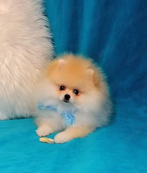 Pomeranian  Zwergspitz Rüde