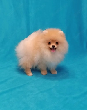 Pomeranian  Zwergspitz Rüde