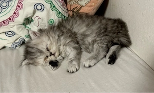 Zuckersüßes BKH-Perser-Mix Katzenmädchen  Rosie  (geb. 3. Mai) sucht ein liebevolles Zuhause!