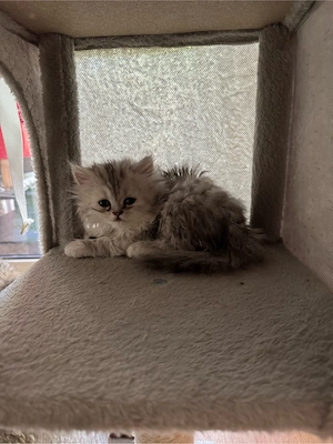 Zuckersüßes BKH-Perser-Mix Katzenmädchen  Rosie  (geb. 3. Mai) sucht ein liebevolles Zuhause!