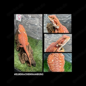 No.2 half red Monster blue line Bartagame female (pogona vitticeps) NZ Januar 2026