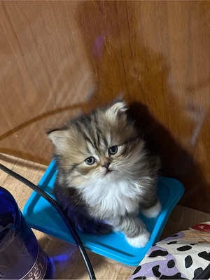 Zuckersüßes BKH-Perser-Mix Katzenmädchen  Kira  (geb. 3. Mai) sucht ein liebevolles Zuhause!