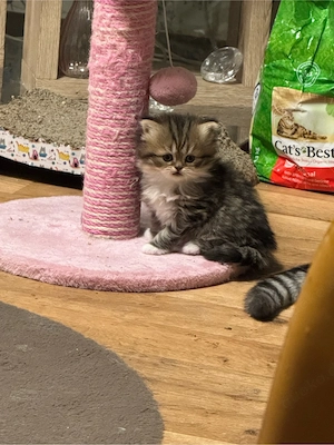 Zuckersüßes BKH-Perser-Mix Katzenmädchen  Kira  (geb. 3. Mai) sucht ein liebevolles Zuhause!