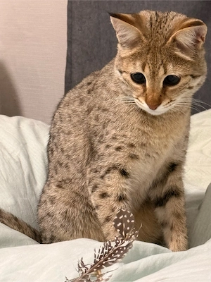 Katze 10 monate weibchen 