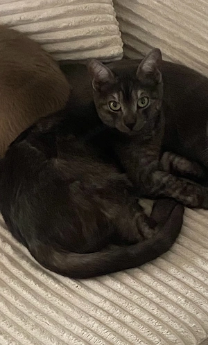 süßer kater sucht neues zuhause 