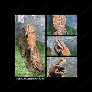 No.3 high red Tiger female (pogona vitticeps) NZ März 2026