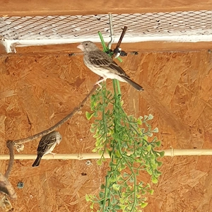 Grauedelsänger (Girlitz) Pärchen 