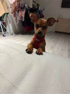 chihuahua dackel zu verkaufen 