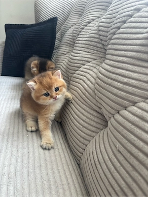 Wunderschöne Britisch Kurzhaar (Golden Shaded) Kitten suchen ein liebevolles Zuhause     