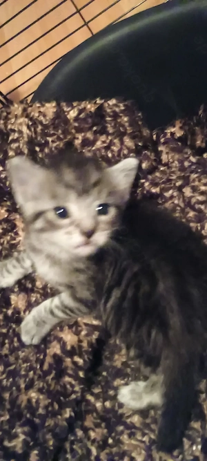 MaineCoon-Mischlings-Kitten  