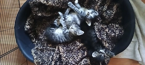 5 MaineCoon-Mischlings-Kitten  