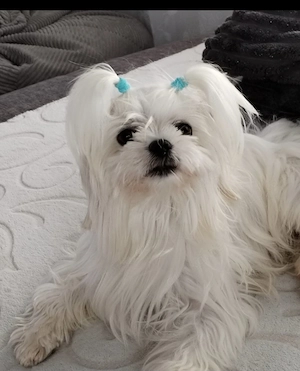 Den Schönsten Maltipoo Teddybären aus Authorisierte,Geprüfte u.Genehmigte Zucht