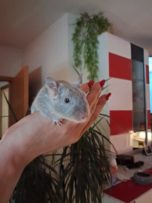 2 süße Degu Damen 