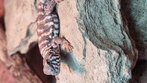 2025 Uromastyx Ornata , Bunte Dornschwanzagame