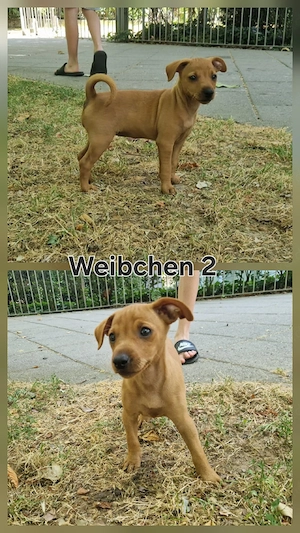 Zwergpinscher Welpen