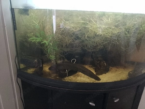 Aquarium mit Zubehör 
