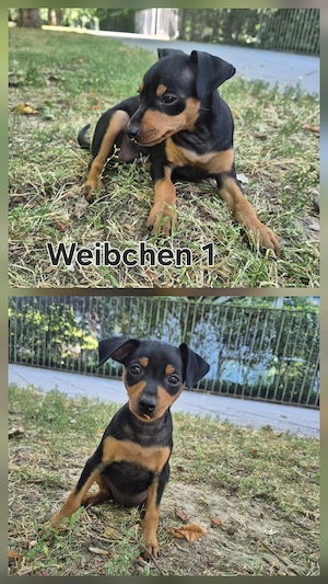 Zwergpinscher Welpen