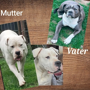 Dogo Argentino x American Bulldog 