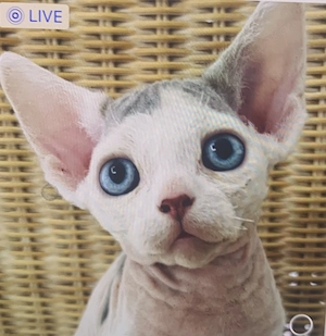 Devon Rex Junge Freddy sucht einen neue Familie!