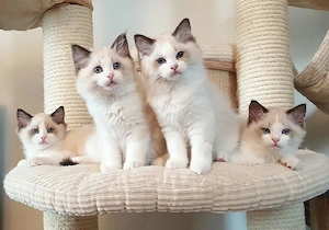 Hallo zusammen! Zwei Ragdoll-Kätzchen   geimpft, mit tollem Wesen und einfach hinreißend.