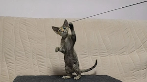 Devon Rex Kitten mit Stammbaum aus liebevoller Hobbyzucht